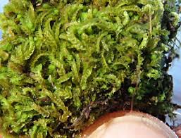 Attēlu rezultāti vaicājumam “Leiocolea collaris”