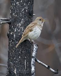 Image result for Catharus guttatus