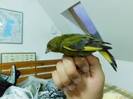 Attēlu rezultāti vaicājumam “Chloris chloris male”