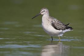 Image result for Calidris himantopus