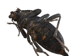 Attēlu rezultāti vaicājumam “Blaps mortisaga”