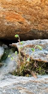 Attēlu rezultāti vaicājumam “Palustriella commutata sporophyte”