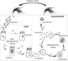 Attēlu rezultāti vaicājumam “undetermined plasmodium”