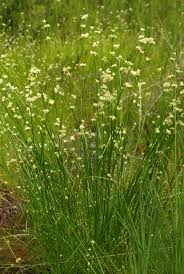 Attēlu rezultāti vaicājumam “Rhynchospora alba”