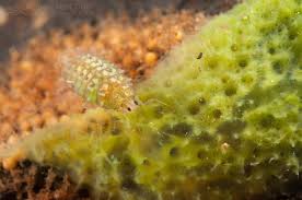 Attēlu rezultāti vaicājumam “Spongilla lacustris”