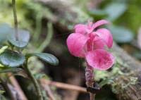 Attēlu rezultāti vaicājumam “Exobasidium cassandrae”