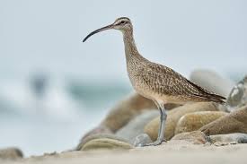 Image result for Numenius minutus