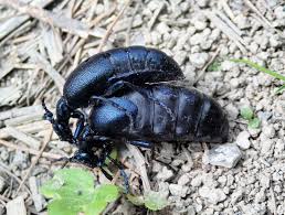 Attēlu rezultāti vaicājumam “Meloe sp.”