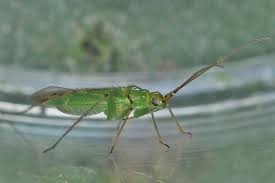 Attēlu rezultāti vaicājumam “Blepharidopterus angulatus”