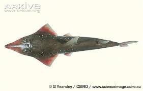 Image result for Rhynchobatus australiae