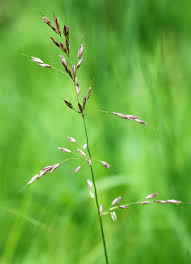 Attēlu rezultāti vaicājumam “Arrhenatherum elatius”
