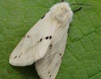 Attēlu rezultāti vaicājumam “Spilosoma lutea”