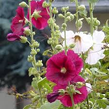 Image result for Stockrose