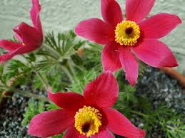 Image result for Pulsatilla