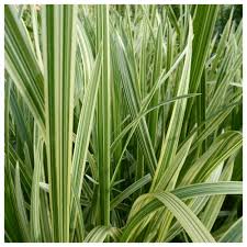 Attēlu rezultāti vaicājumam “Glyceria maxima leaf”