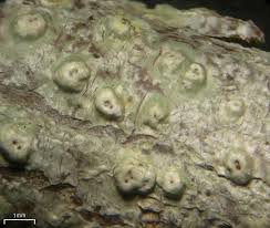 Attēlu rezultāti vaicājumam “Pertusaria leioplaca”