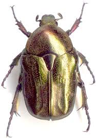 Attēlu rezultāti vaicājumam “Potosia cuprea”