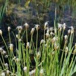 Attēlu rezultāti vaicājumam “Trichophorum alpinum fruit”