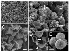 Attēlu rezultāti vaicājumam “Trichia alpina sessile”