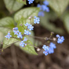 Image result for Brunnera `Jack Frost`