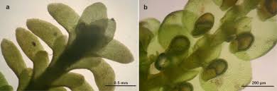 Attēlu rezultāti vaicājumam “Cephalozia bicuspidata sporophyte”