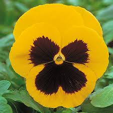 Image result for Viola wittrockiana