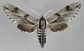 Attēlu rezultāti vaicājumam “Sphinx pinastri”