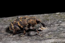 Attēlu rezultāti vaicājumam “Hylobius abietis”