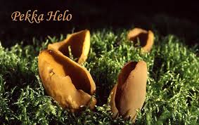 Attēlu rezultāti vaicājumam “Otidea leporina”