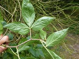 Attēlu rezultāti vaicājumam “Eleutherococcus sessiliflorus”