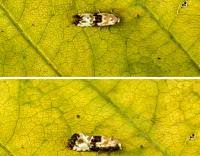 Attēlu rezultāti vaicājumam “Eupoecilia angustana”