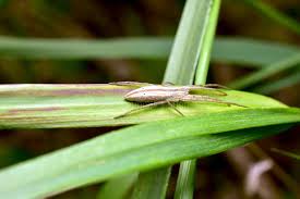 Attēlu rezultāti vaicājumam “Tibellus oblongus”
