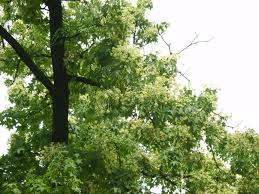 Attēlu rezultāti vaicājumam “Kalopanax septemlobus”