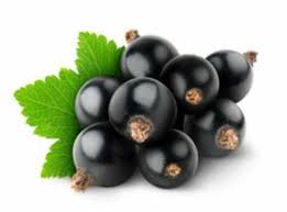 Attēlu rezultāti vaicājumam “Ribes nigrum fruit”