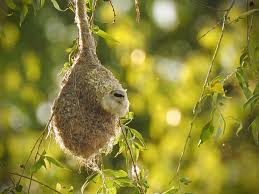 Image result for Remiz pendulinus