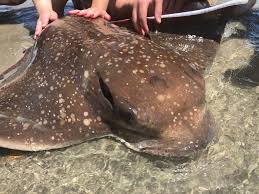 Image result for Myliobatis freminvillei