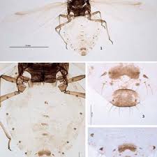 Attēlu rezultāti vaicājumam “Prociphilus xylostei”