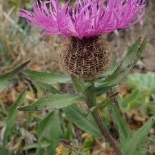 Attēlu rezultāti vaicājumam “Centaurea jacea bud”