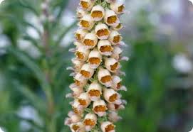 Image result for Digitalis ferruginea
