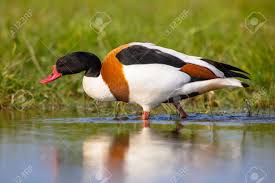 Attēlu rezultāti vaicājumam “Tadorna tadorna male”