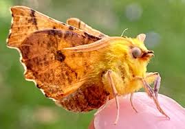 Attēlu rezultāti vaicājumam “Ennomos alniaria”