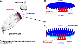 Attēlu rezultāti vaicājumam “Polytrichum commune sporophyte”