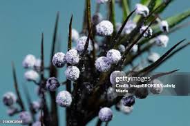 Attēlu rezultāti vaicājumam “Physarum leucopus stalked”