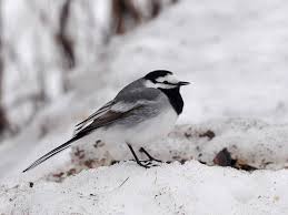 Attēlu rezultāti vaicājumam “Motacilla alba”