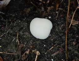 Attēlu rezultāti vaicājumam “Diderma hemisphaericum spores”