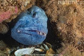 Image result for Anarhichas lupus