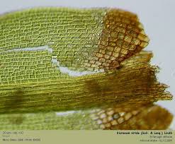 Attēlu rezultāti vaicājumam “Dicranum viride”