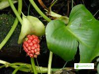 Attēlu rezultāti vaicājumam “Calla palustris fruit”