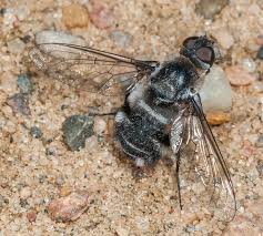 Attēlu rezultāti vaicājumam “Bombyliidae”
