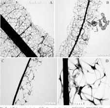 Attēlu rezultāti vaicājumam “Stemonaria irregularis”